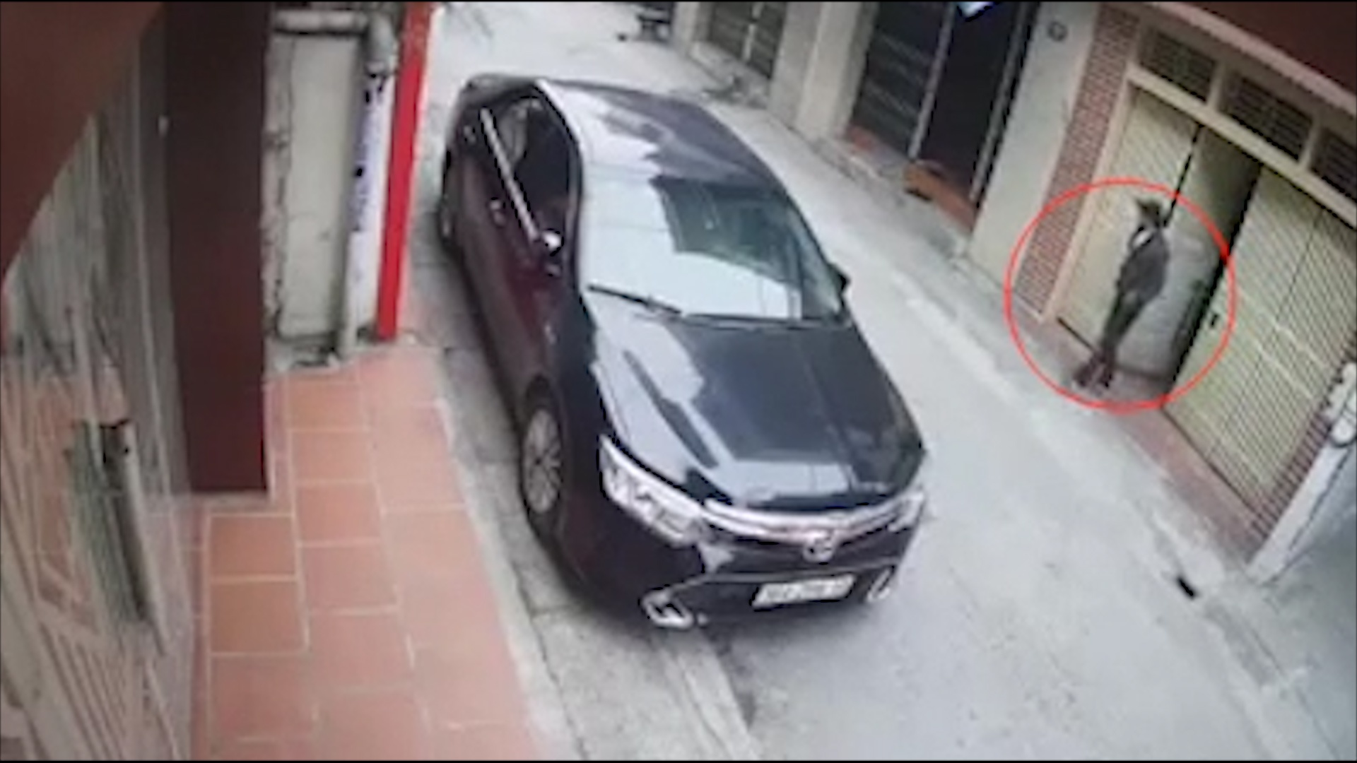 Ga dan ong lao vao nha dam chet hang xom lon tuoi hinh anh