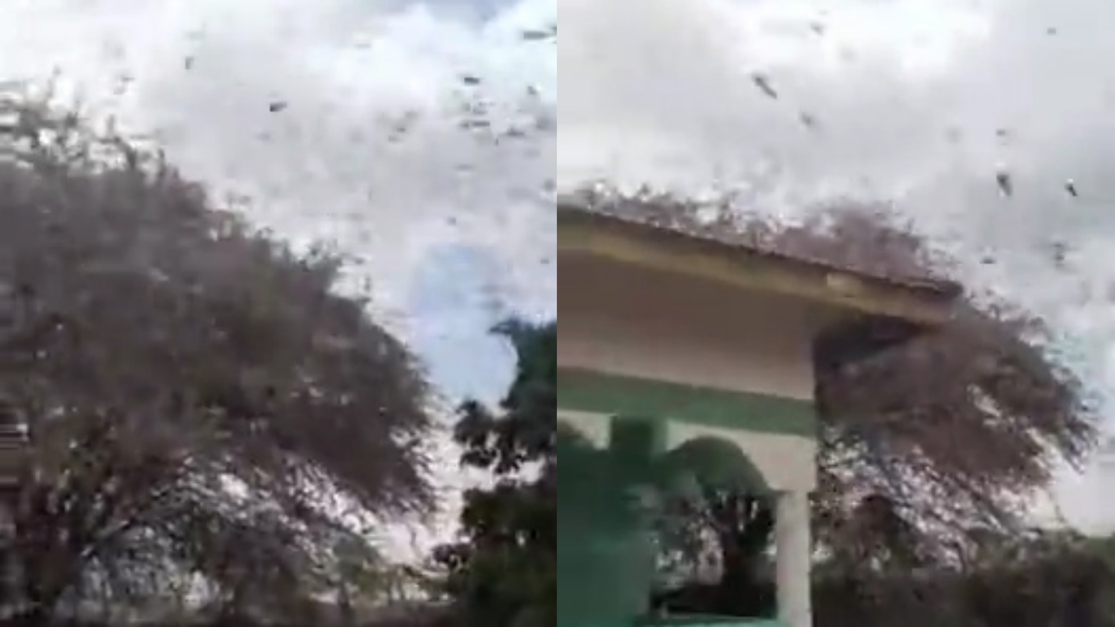 Hang trieu con chau chau tan cong Kenya hinh anh