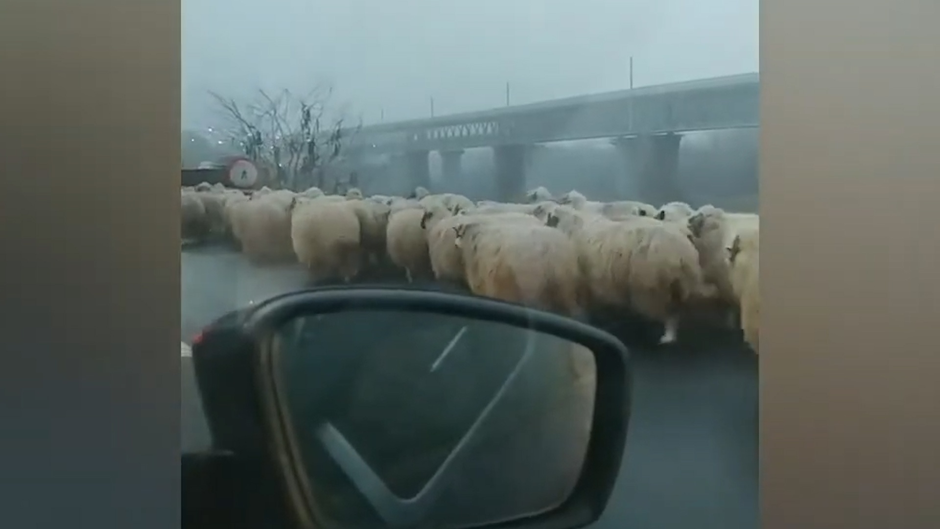 Xe oto phai nhuong duong cho dan cuu tren duong cao toc hinh anh