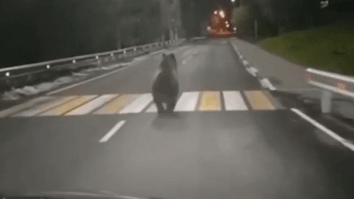 Con gau chay loan tren duong pho suyt gay tai nan cho oto hinh anh