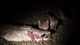 Bao cuop linh duong trong mieng ca sau hinh anh