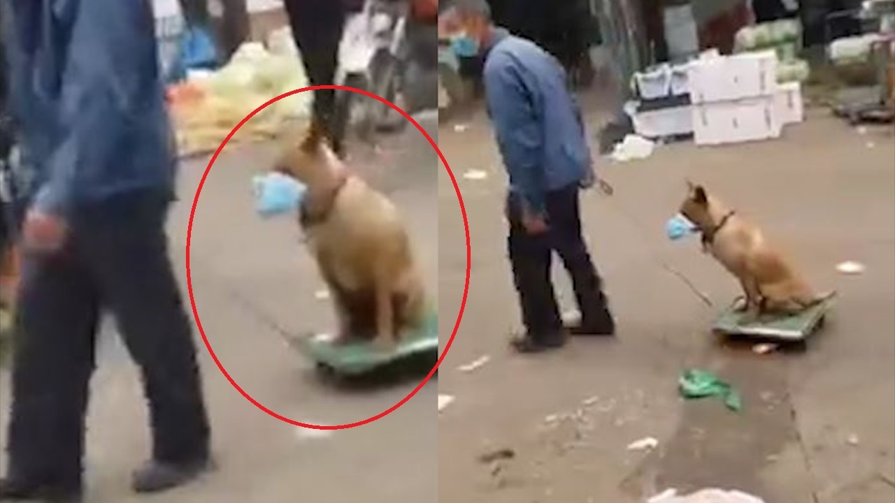 Chu cho duoc chu mang khau trang khi di cho de tranh virus corona hinh anh