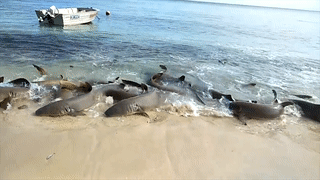 Dan ca map hung du chen nhau lao len bo tai Australia hinh anh