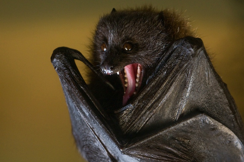 Tai sao loai doi chua nhieu loai virus gay benh nhu corona? hinh anh