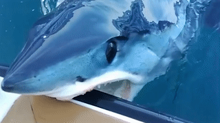 Ca map can vao thuyen giua bien hinh anh