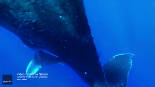 Ca sinh no cua ca voi lung gu ngoai khoi Hawaii hinh anh