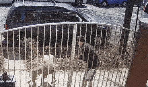 Nguoi dan ong bi cho Pitbull tan cong khi dang chay bo o My hinh anh