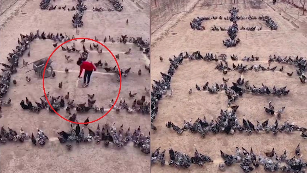 Nong dan rai thuc an cho 1.000 con ga de tao dong chu co vu Trung Quoc hinh anh