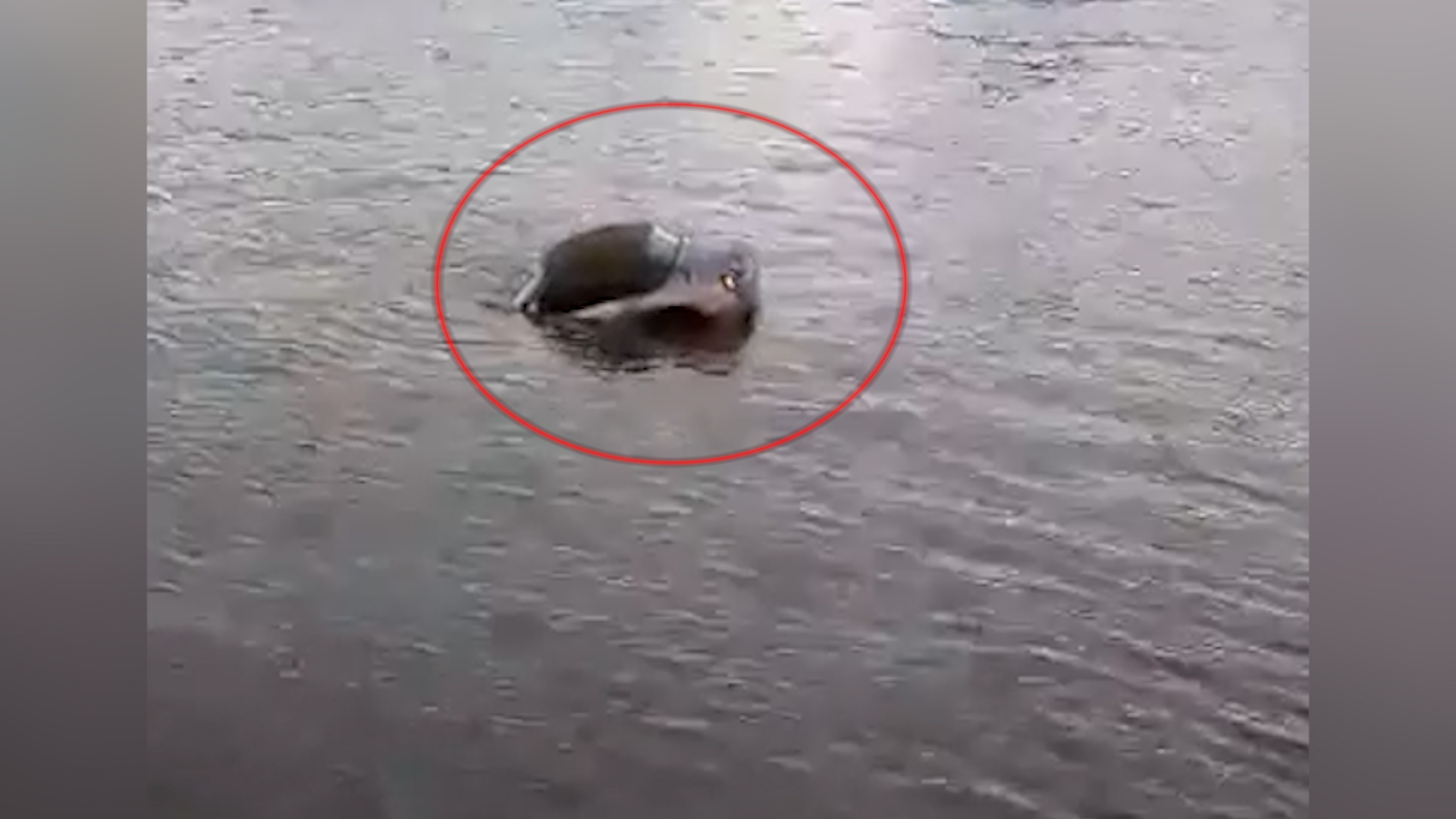 Tai xe bat luc nhin chiec BMW chim xuong song hinh anh