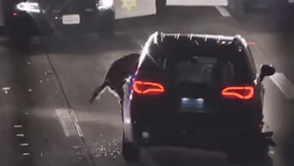 Chu cho thuoc doi K9 nhay vao oto de bat nghi pham o My hinh anh