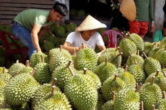 Hon 40.000 tan sau rieng can giai cuu hinh anh