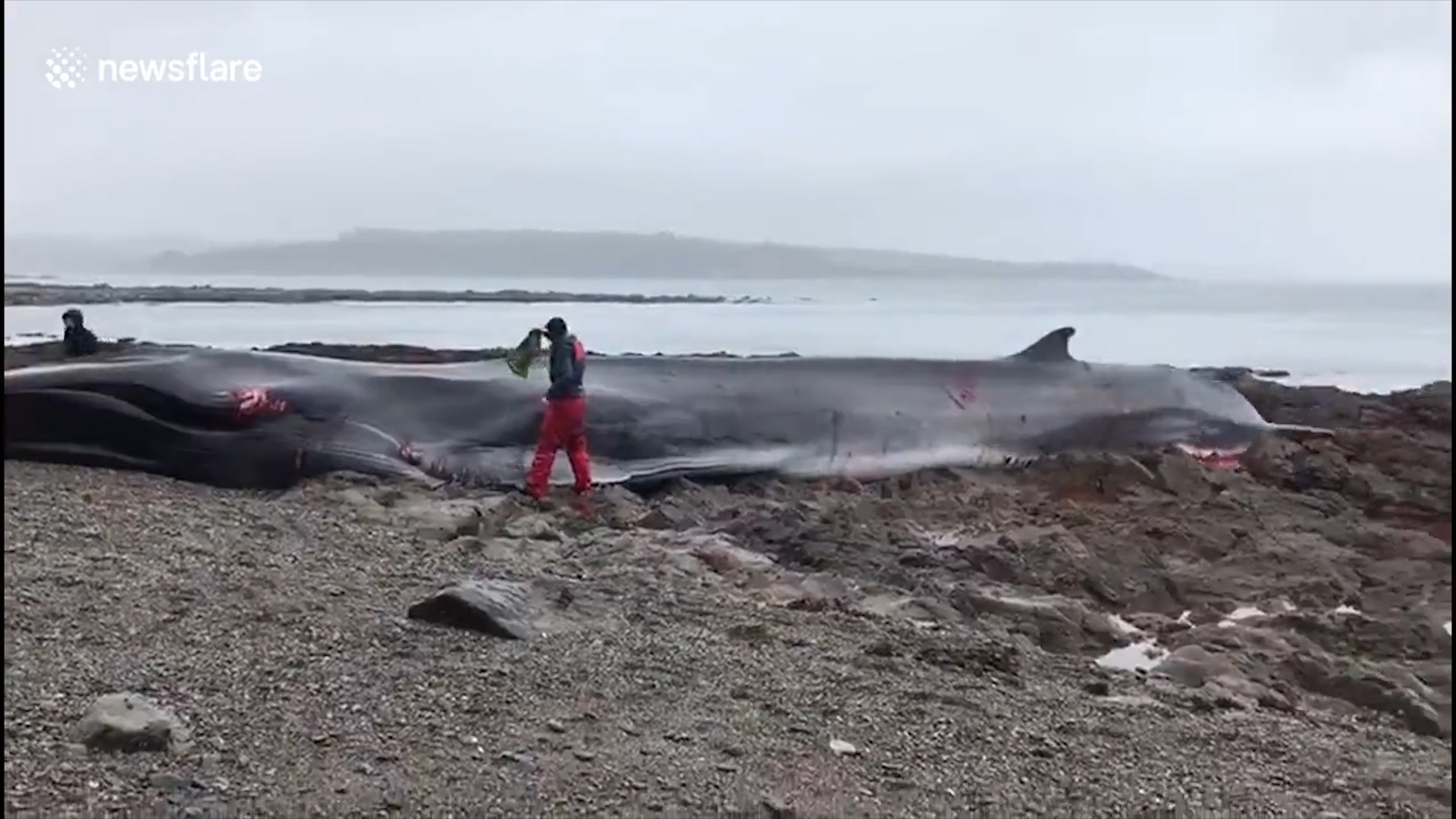 Ca voi vay khong lo mac can o dao Cornwall, Anh hinh anh