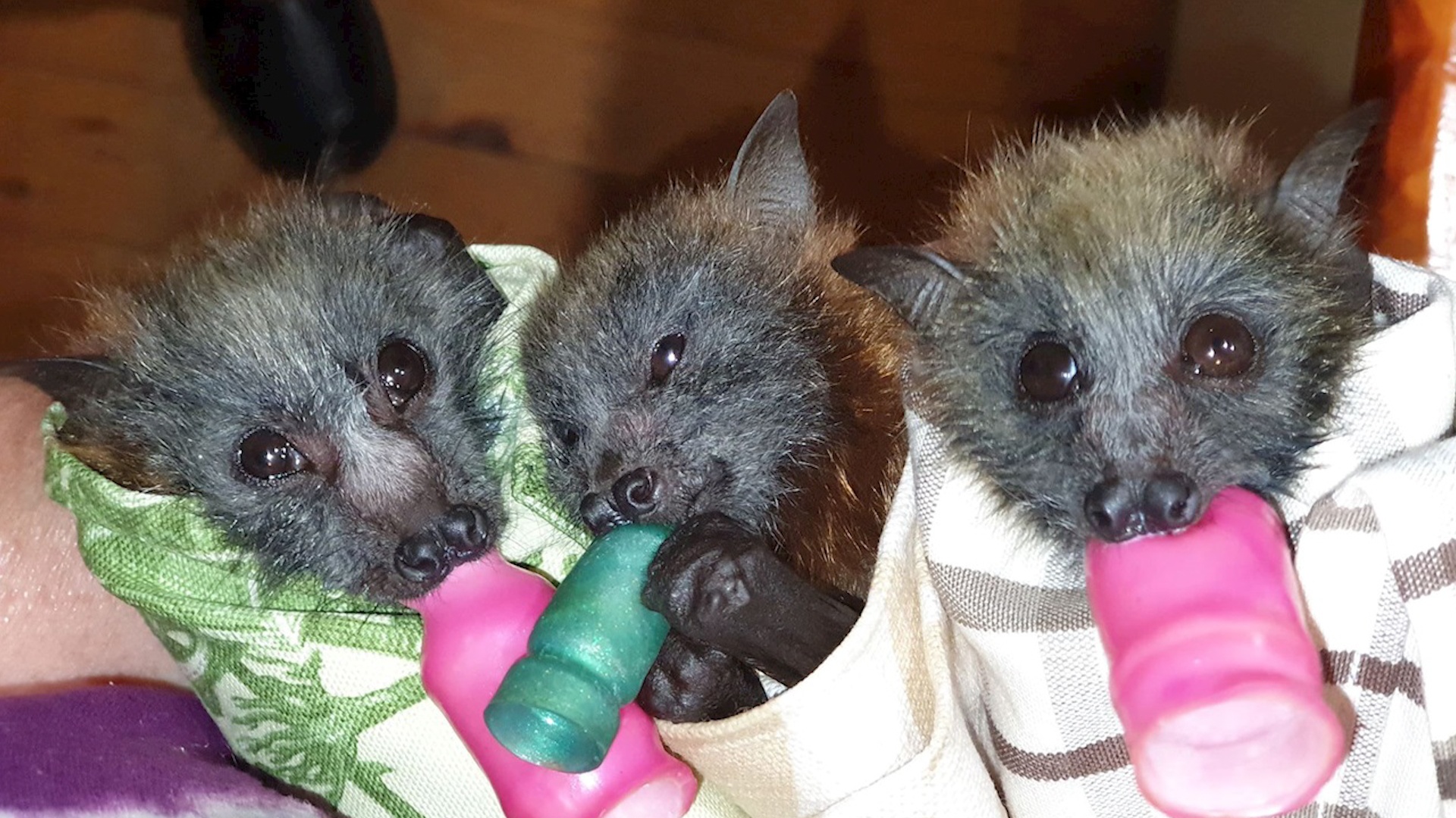 Australia giai cuu loai doi co nguy co tuyet chung sau chay rung hinh anh