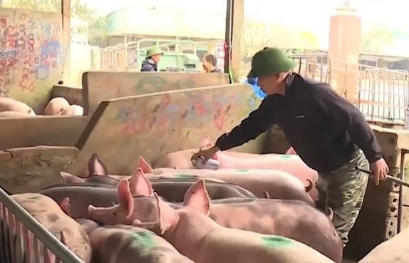 Tieu thuong van giu gia thit heo o muc cao hinh anh