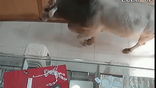 Dan bo than nhien di vao cua hang trang suc o An Do hinh anh