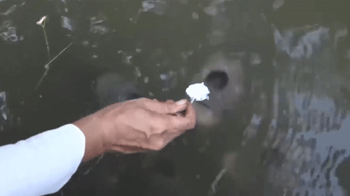 Dan ca phai dung thia bon com moi chiu an o Can Tho hinh anh