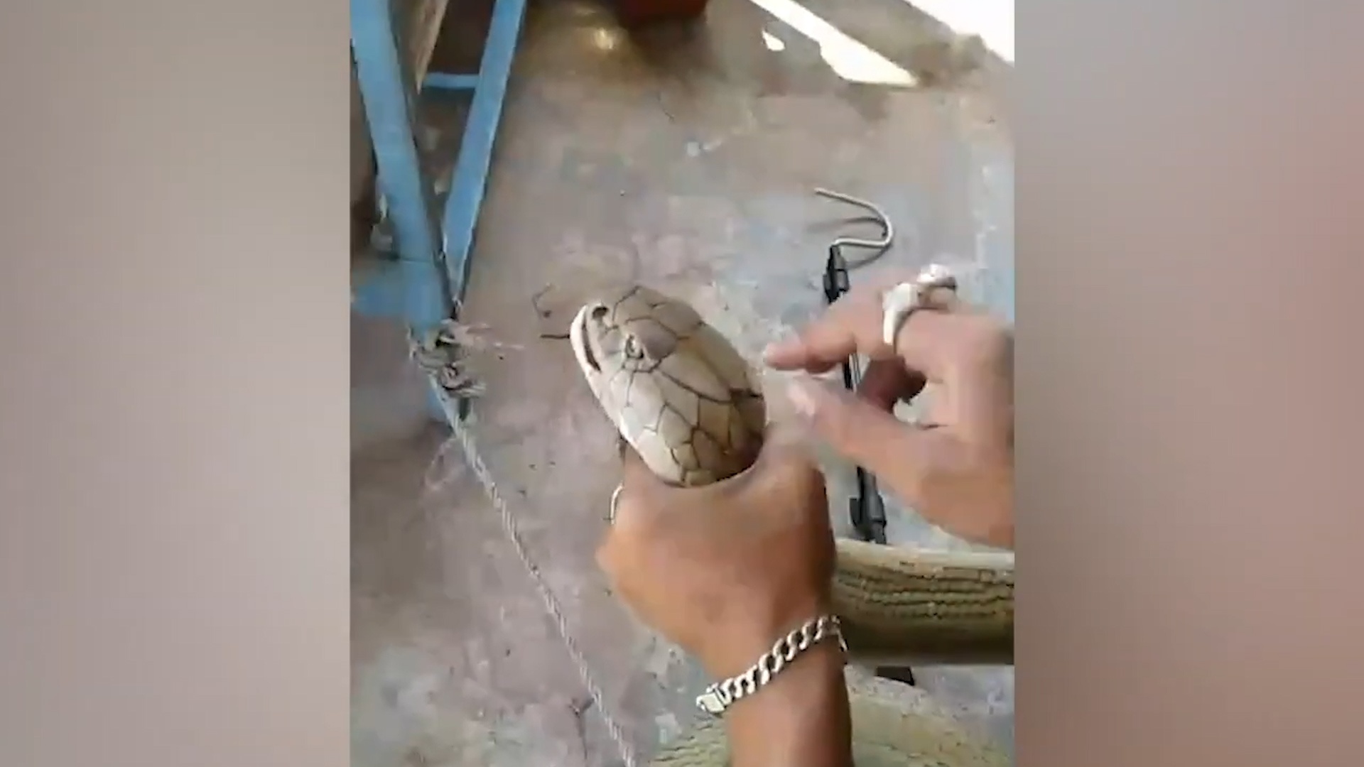 Bat ran ho mang chua dai gan 4 m o Thai Lan hinh anh