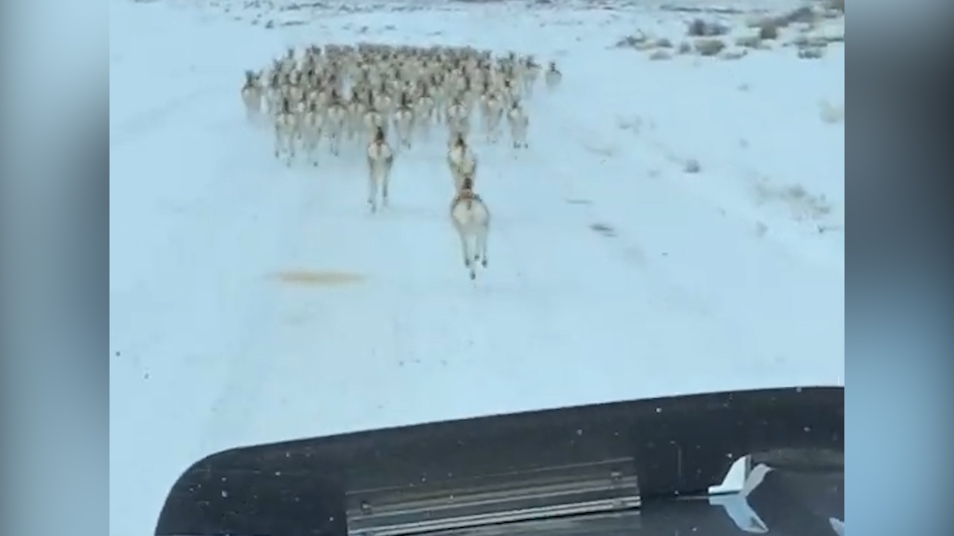 Dan linh duong chay tren duong can mui oto hinh anh