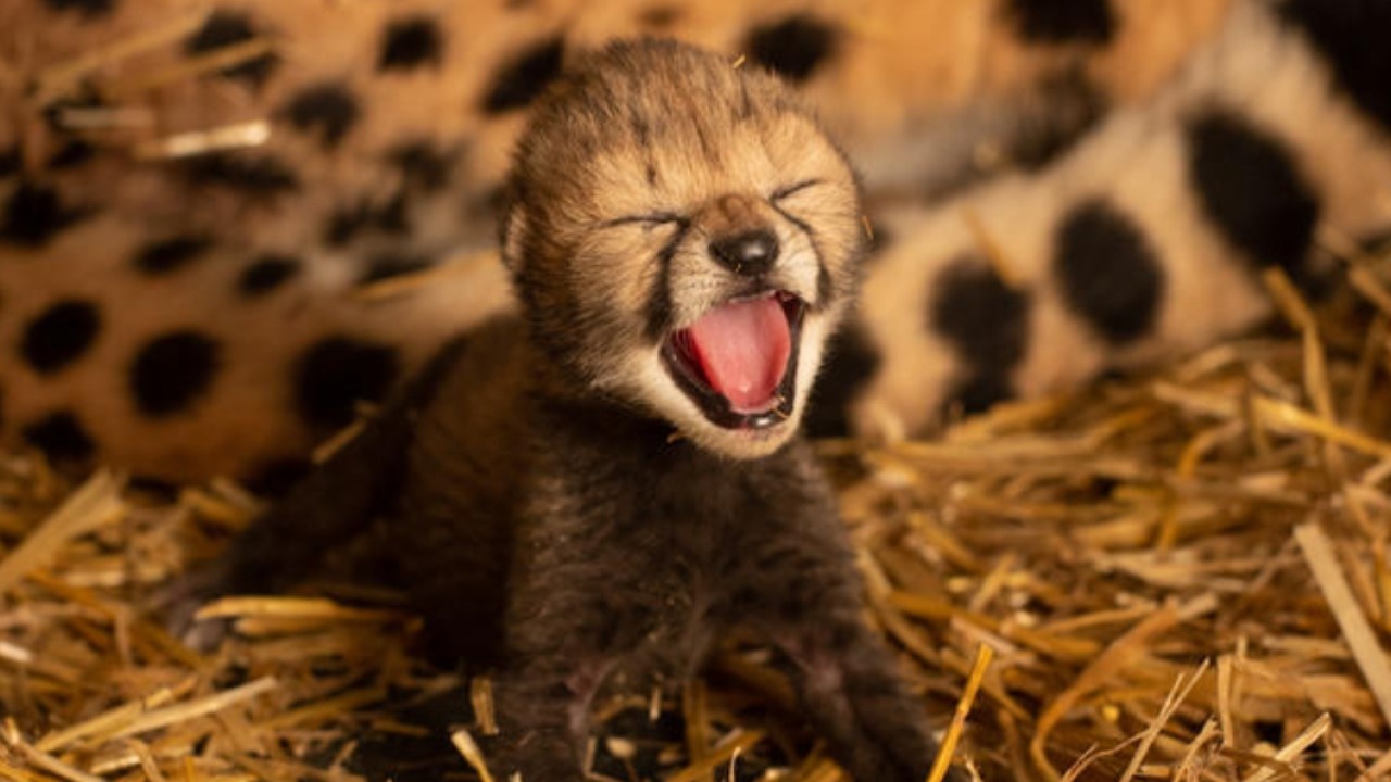 Cap bao cheetah dau tien chao doi nho mang thai ho hinh anh