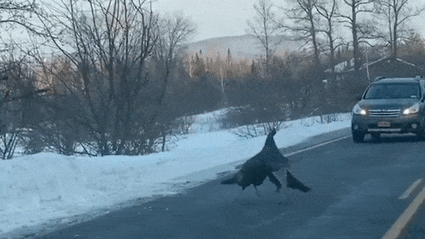 Hai con ga choi nhau giua duong khien o to phai dung cho hinh anh