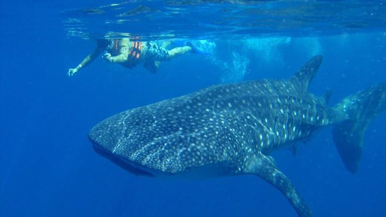 Ca nham voi khong lo boi quanh thuyen cua cong nhan hinh anh