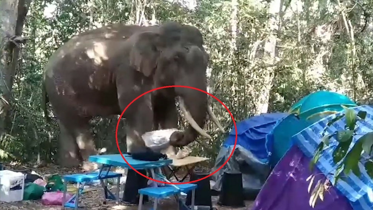 Voi pha do leu cua du khach, cuop thuc an hinh anh