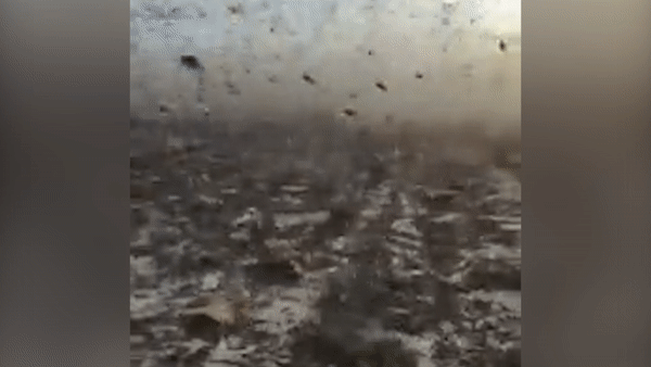 Hang nghin con chau chau 'xam chiem' thanh pho o Saudi Arabia hinh anh