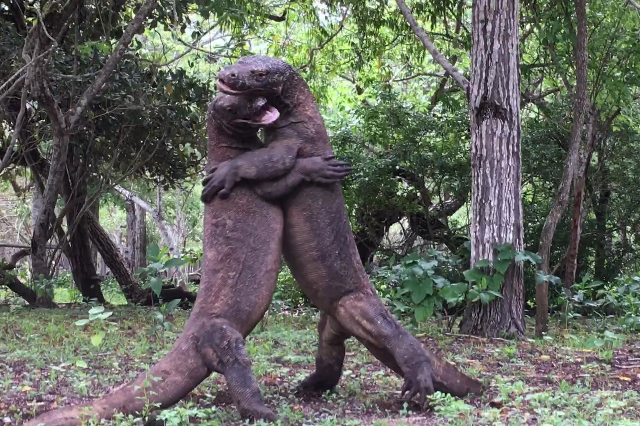 Rong Komodo vat nhau quyet liet tren dao Indonesia hinh anh