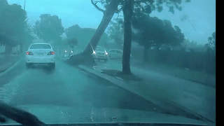 Canh cay bat goc de oto dang chay hinh anh