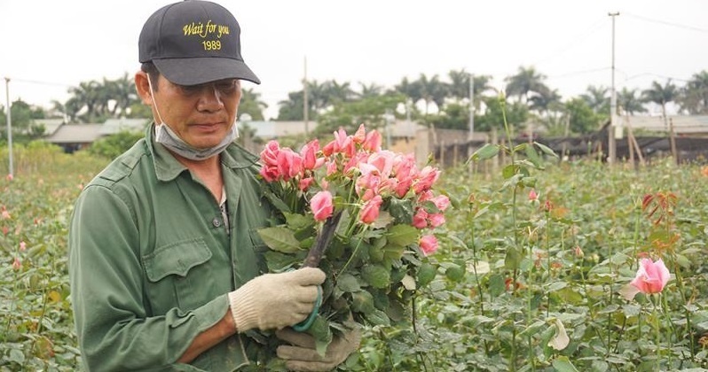 Gia hoa 8/3 giam mot nua, nguoi trong lo nang hinh anh