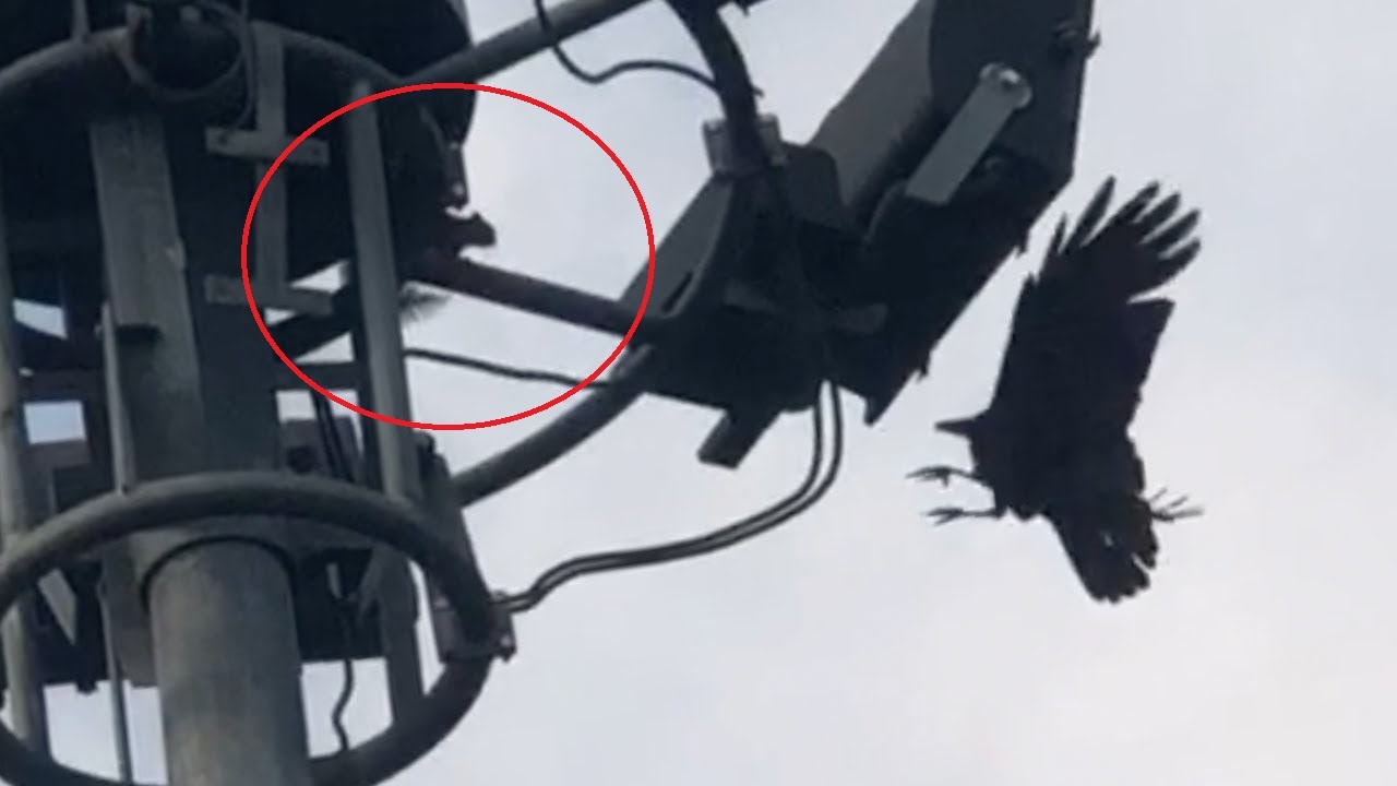 Soc va qua quyet chien tren cot den cao 12 m hinh anh