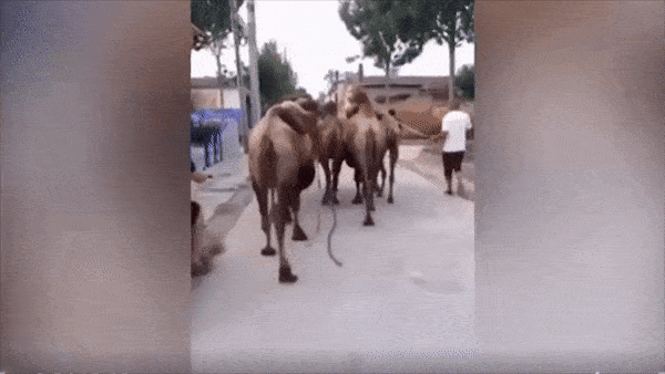 Lac da tung cuoc 'canh cao' nguoi dan ong di xe dap hinh anh