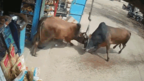 Bo quyet chien do vao cua hang gay nhieu thiet hai hinh anh