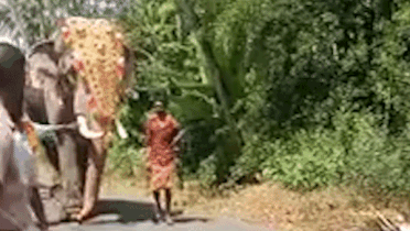 Bi thuc, con voi tuc gian huc nga nguoi dan hinh anh