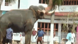 Voi quat nga cay, gay nao loan duong pho hinh anh