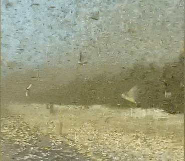 Lai xe xuyen qua dan chau chau khong lo o Saudi Arabia hinh anh