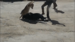 Nu canh sat tay khong danh bai su tu hinh anh