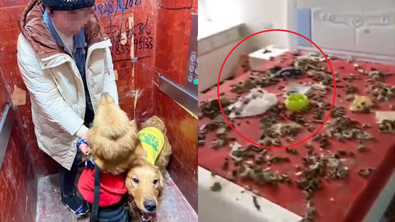 Co gai tra lai can ho chua day rac cho chu nha hinh anh