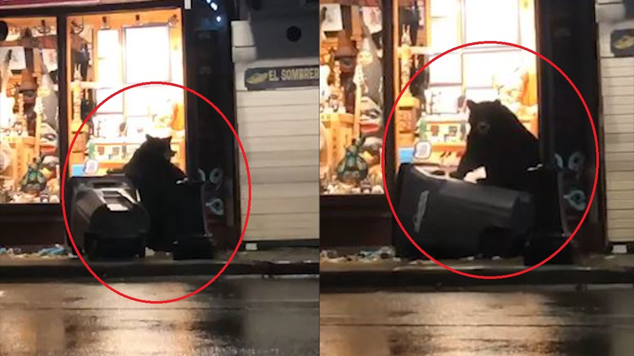 Gau luc thung rac tu kiem an tren duong hinh anh