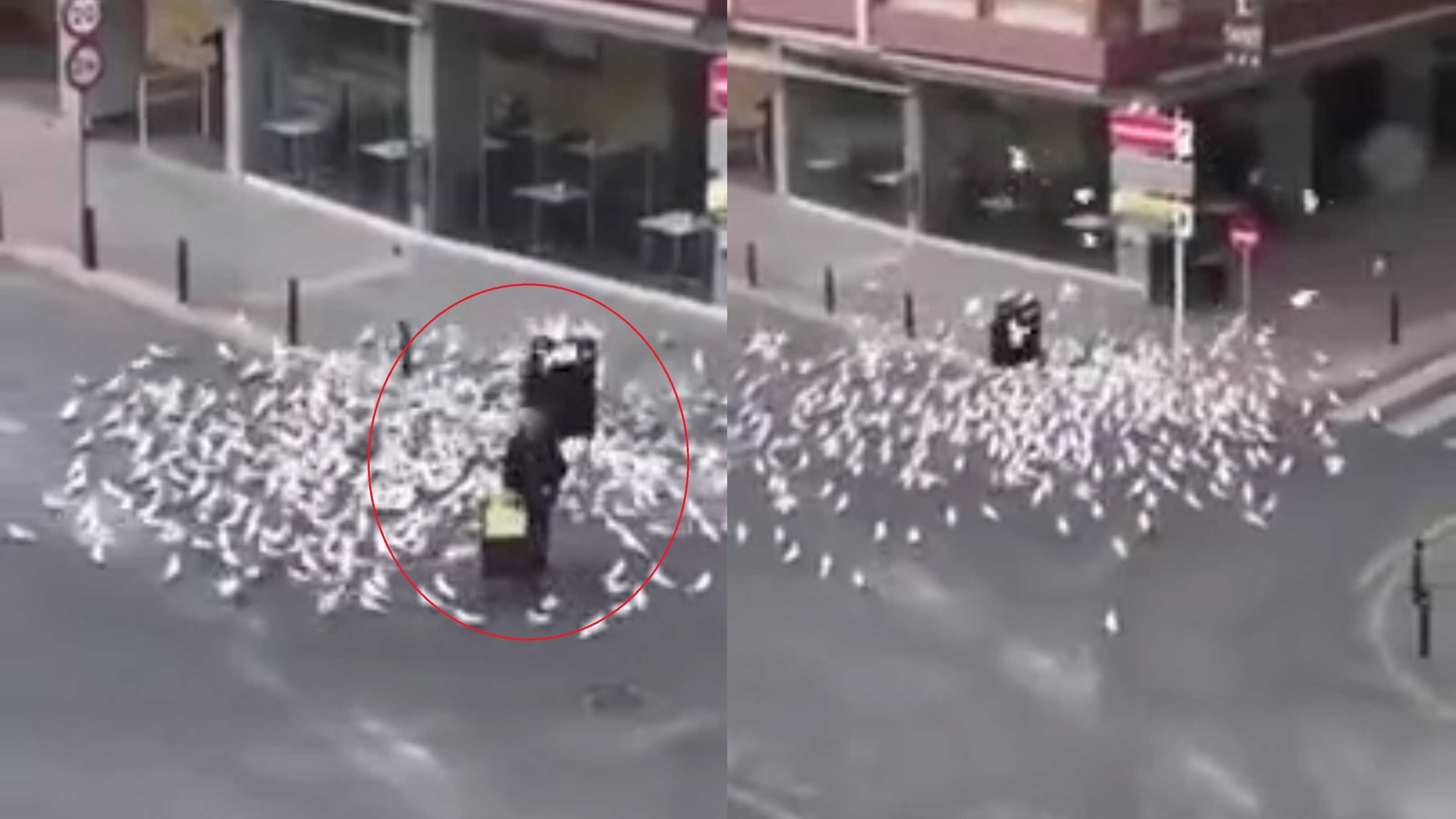 Dan hai au lao vao nguoi di duong o Tay Ban Nha kiem an vi qua doi hinh anh