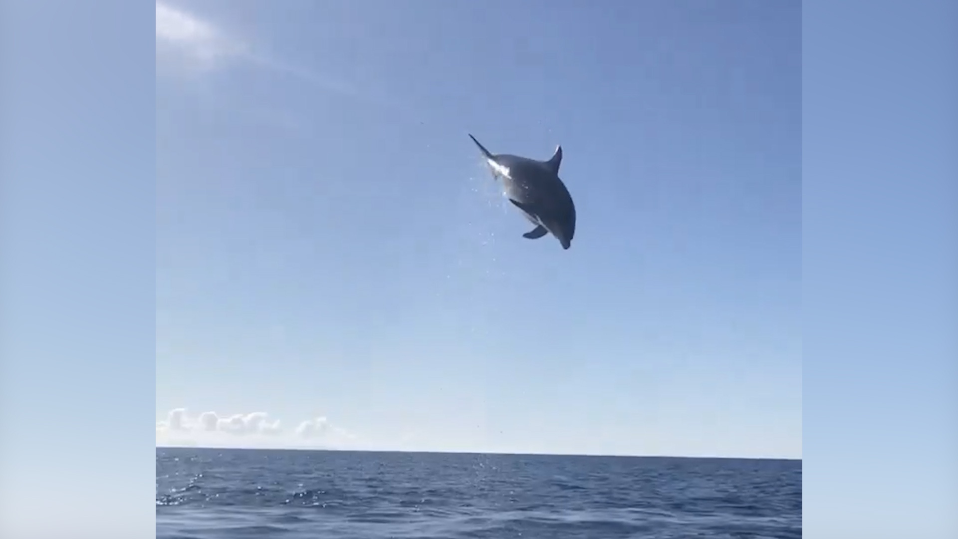 Ca heo hung phan tung nguoi phong len khoi mat nuoc 6 met hinh anh