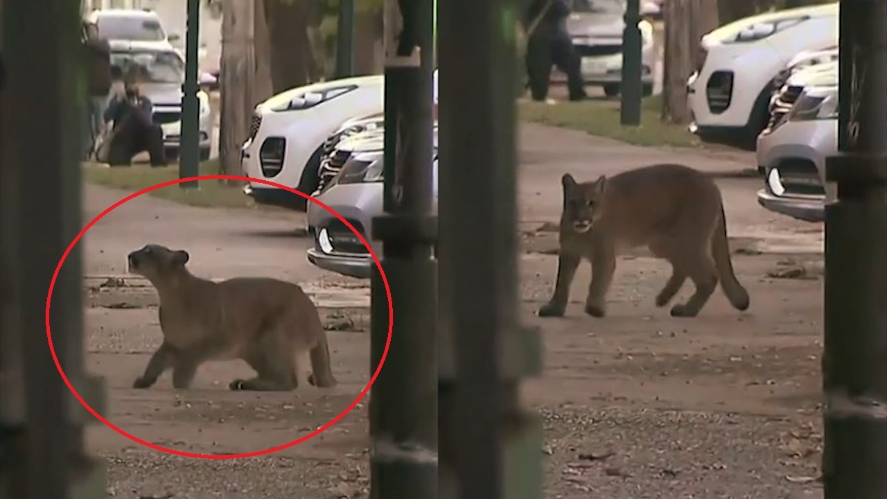 Bao su tu lang thang tren duong pho o Chile hinh anh