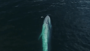 Ca voi xanh phun nuoc day ngoan muc len drone dang bay qua hinh anh