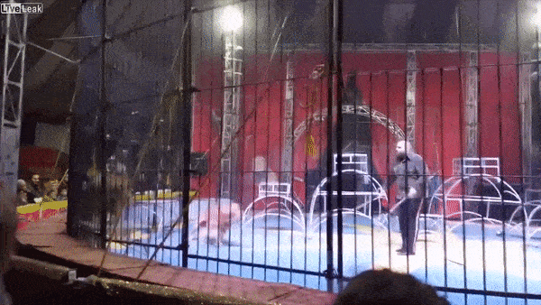 Su tu tan cong nguoi huan luyen ngay giua rap xiec o Ai Cap hinh anh