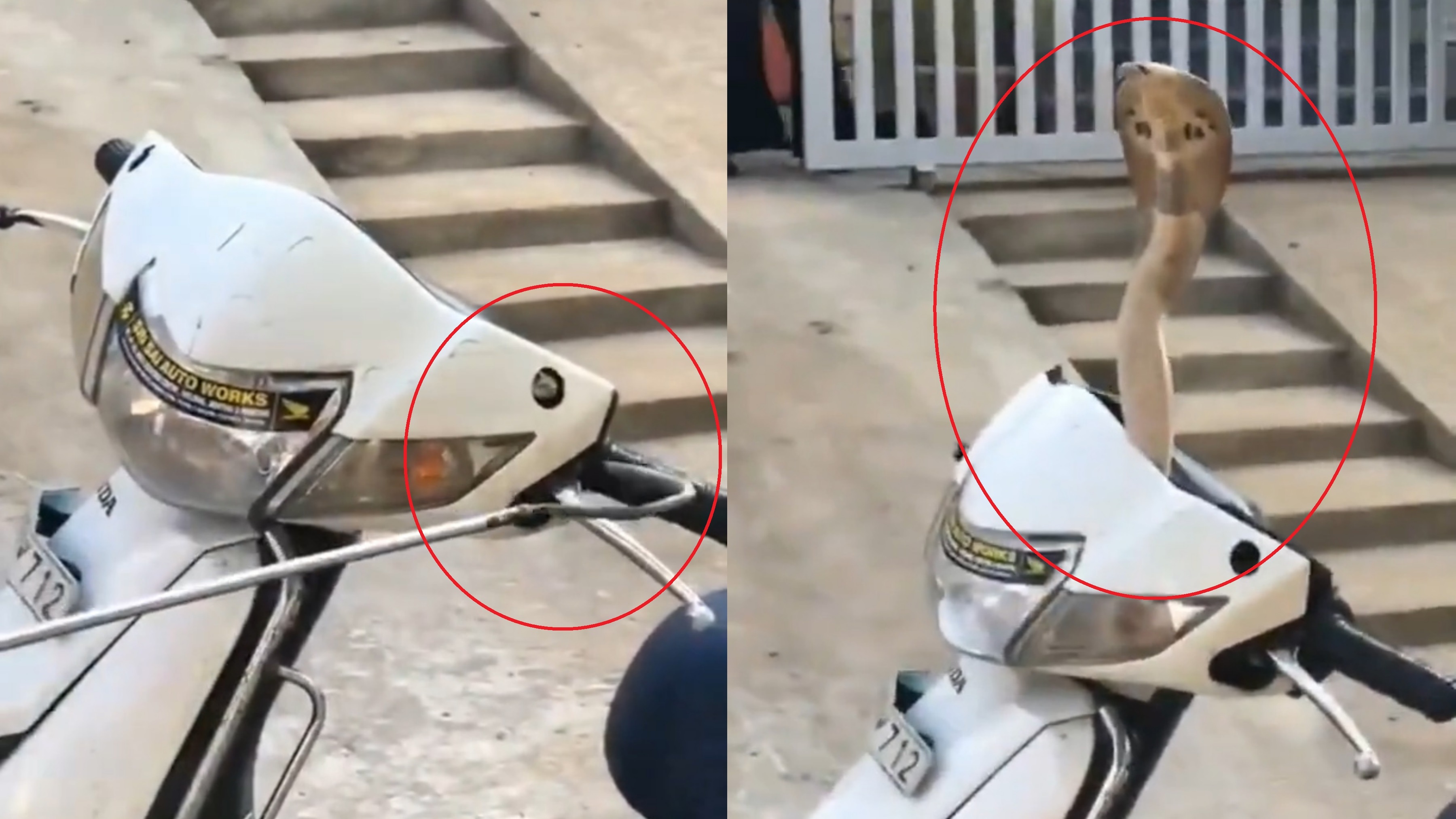 Ran ho mang cuc doc nap trong dau xe may hinh anh