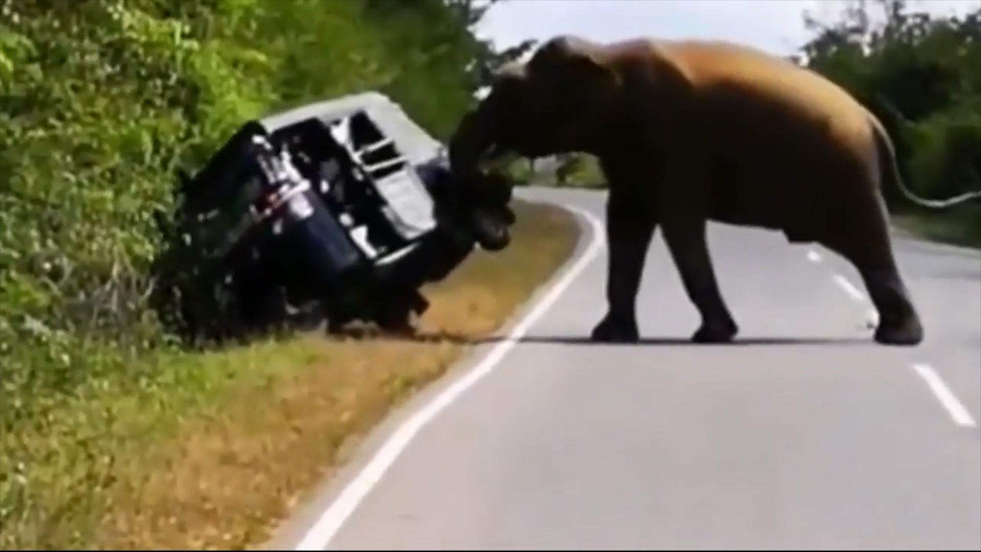 Voi dung voi lat nghieng xe de 'xin' thuc an hinh anh