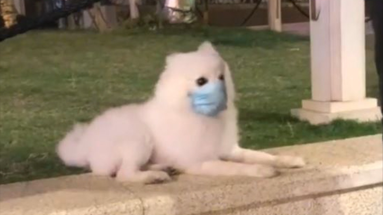 Chu cho deo khau trang chong virus corona hinh anh