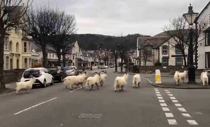 Nguoi Anh o trong nha chong dich, dan de chay khap duong pho hinh anh