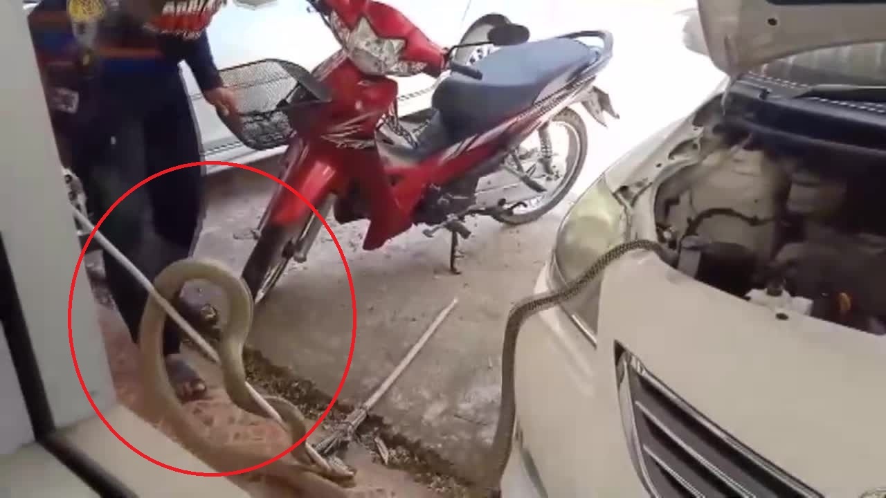 Ran ho mang chua chui vao dong co xe hinh anh