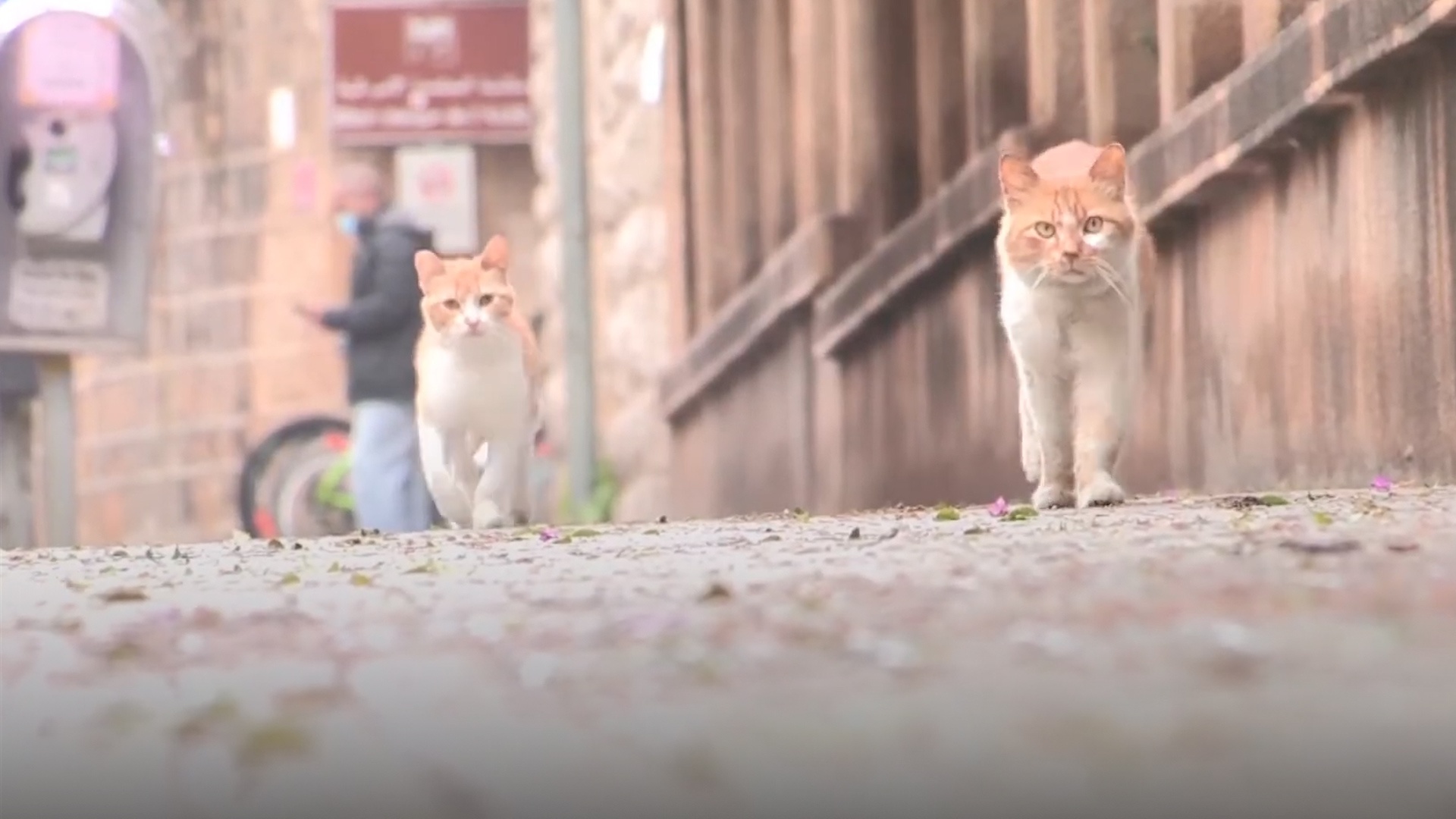 Cho, meo tro thanh 'vo gia cu' vi Covid-19 hinh anh